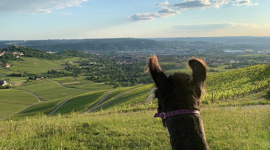 뷔르템베르크 알파카 - 운터튀르크하임에서의 하이킹(뷔르템베르크 알파카스 - 반더룽엔 인 운터튀르크하임)